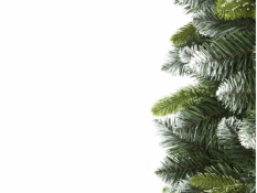 Weihnachtsbaum Kiefer 180cm Exclusive
