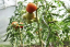 Tomaten-Spiralstab 120cm/ 10mm