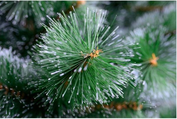 Božićno drvce bor 220cm Icy Green