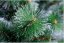 Weihnachtsbaum Kiefer 220cm Icy Green