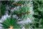 Weihnachtsbaum Kiefer 180cm Icy Green