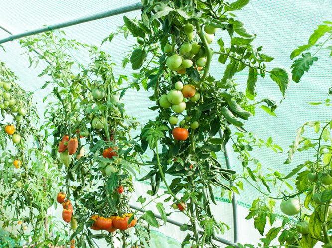 Solar de grădină 2,5x4m cu filtru UV PROFI Garden