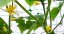 Oporna palica za rastljine 1,7x10m, zelena