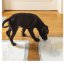 Egészségügyi nedvszívó szőnyeg kutyák és macskák számára 60x60cm 10db