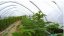 Potporna mreža za biljke 1,7x100m zelena