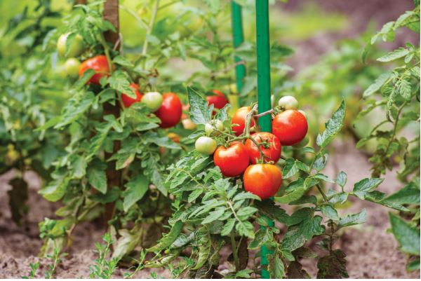Arac pentru plante 0,8mm 80cm Greeny
