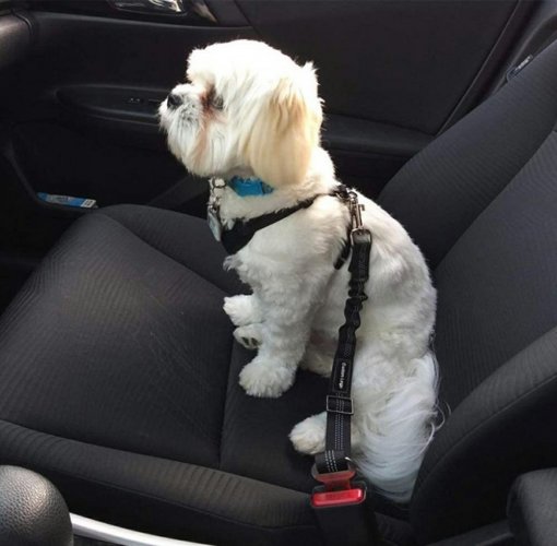 Varnostni pas za psa v avtu 100 cm, črni