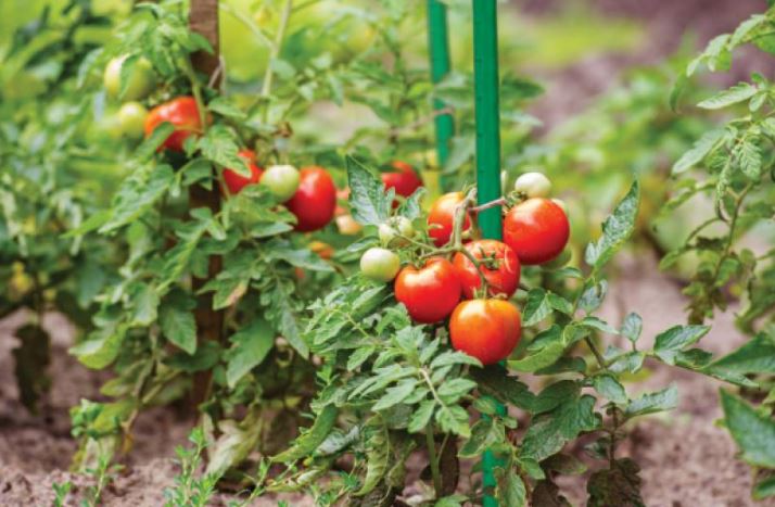 Arac pentru plante 16mm 150cm GREENY