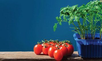 Как да засаждаме домати