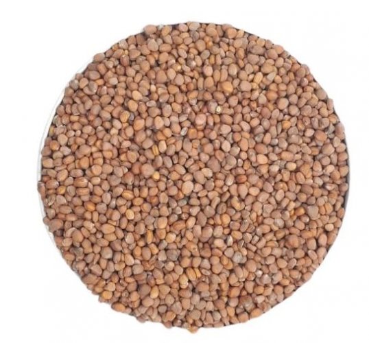 Semințe pentru germeni de ridichi 5g