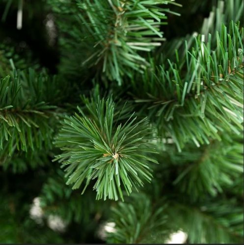 Božićno drvce Jela 250 cm