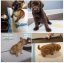 Egészségügyi nedvszívó szőnyeg kutyák és macskák számára 60x60cm 10db
