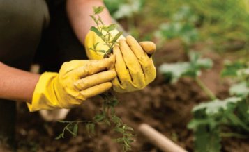 Cum să cultivați legume în grădină + sfaturi pentru legume nepretențioase